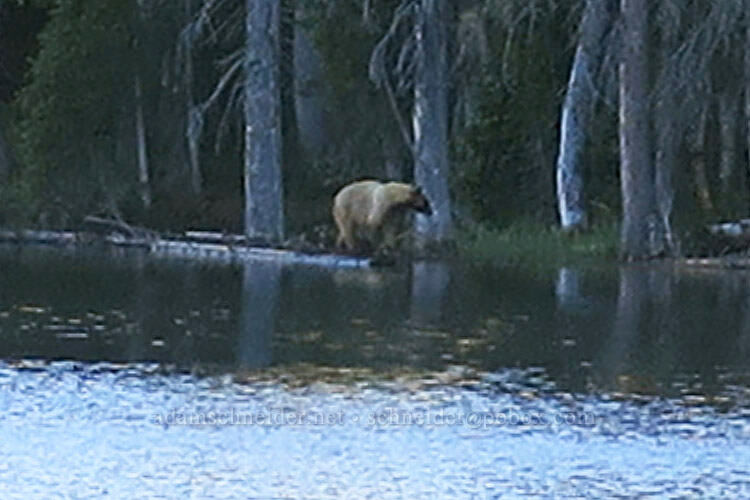 blond black bear (Ursus americanus) [Eggleston Lake, Grand Mesa National Forest, Delta County, Colorado]