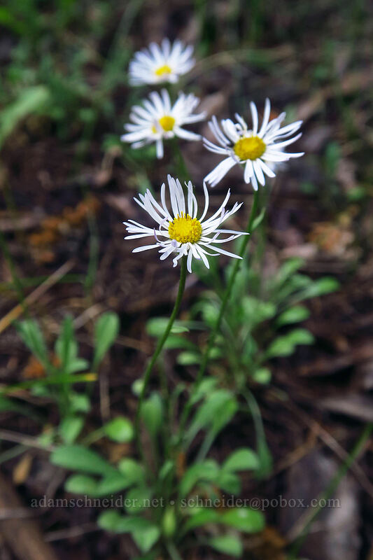 whiplash fleabane (Erigeron flagellaris) [La Plata Canyon, San Juan National Forest, La Plata County, Colorado]
