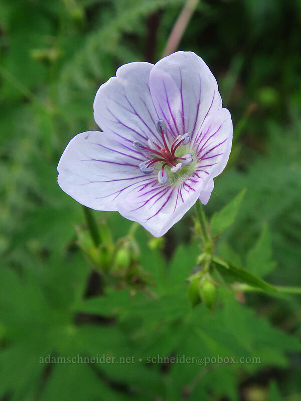 Richardson's geranium (Geranium richardsonii) [La Plata Canyon, San Juan National Forest, La Plata County, Colorado]