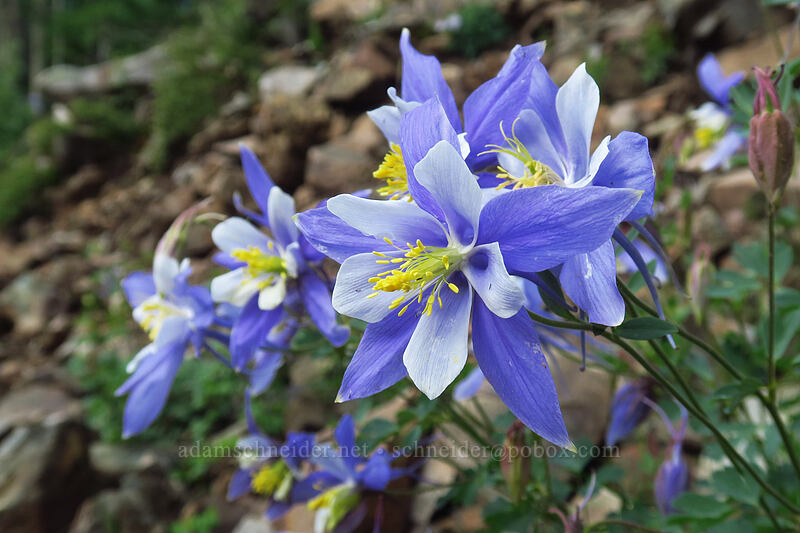 Colorado columbines (Aquilegia coerulea) [La Plata Canyon, San Juan National Forest, La Plata County, Colorado]