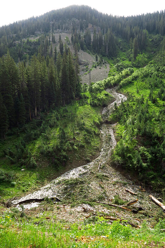 avalanche leftovers [La Plata Canyon, San Juan National Forest, La Plata County, Colorado]