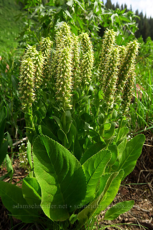 Ritter's coral-drops (Besseya ritteriana (Synthyris ritteriana) (Veronica ritteriana)) [La Plata Canyon, San Juan National Forest, La Plata County, Colorado]