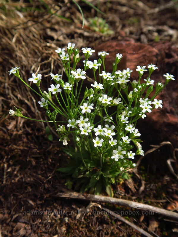 northern rock-jasmine (Androsace septentrionalis) [La Plata Canyon, San Juan National Forest, La Plata County, Colorado]