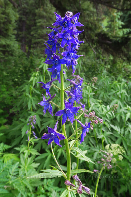 Barbey's (subalpine) larkspur (Delphinium barbeyi) [La Plata Canyon, San Juan National Forest, La Plata County, Colorado]
