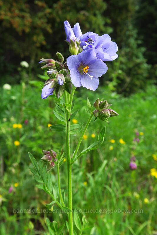 towering Jacob's-ladder (Polemonium foliosissimum var. foliosissimum) [La Plata Canyon, San Juan National Forest, La Plata County, Colorado]