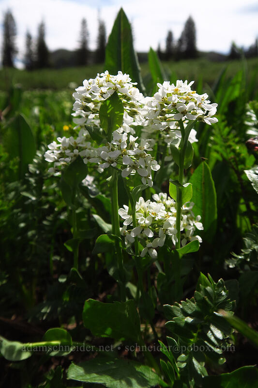 alpine penny-cress (Noccaea fendleri ssp. glauca (Thlaspi fendleri var. glaucum)) [Kennebec Pass, San Juan National Forest, La Plata County, Colorado]