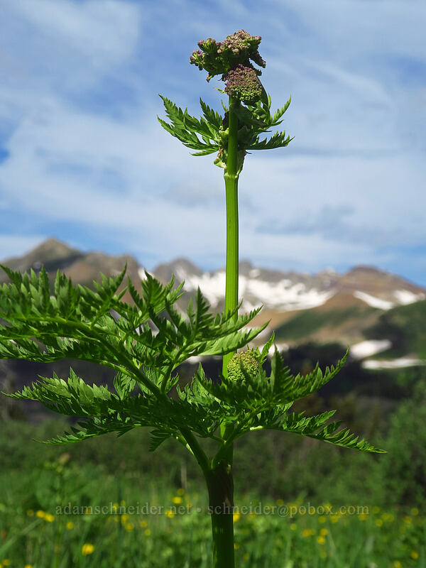 Porter's lovage (osha-root), budding (Ligusticum porteri) [Kennebec Pass, San Juan National Forest, La Plata County, Colorado]