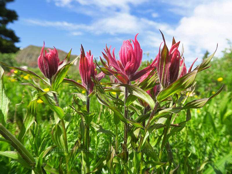 rosy paintbrush (Castilleja rhexiifolia) [Kennebec Pass, San Juan National Forest, La Plata County, Colorado]