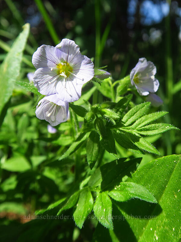 beautiful Jacob's-ladder (Polemonium pulcherrimum ssp. delicatum) [Kennebec Pass, San Juan National Forest, La Plata County, Colorado]