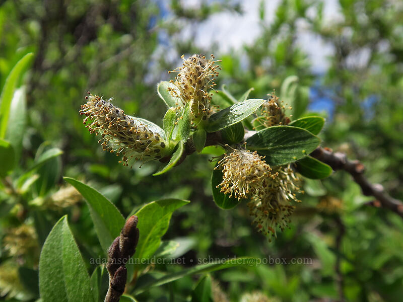 diamond-leaf willow (Salix planifolia) [Kennebec Pass, San Juan National Forest, La Plata County, Colorado]