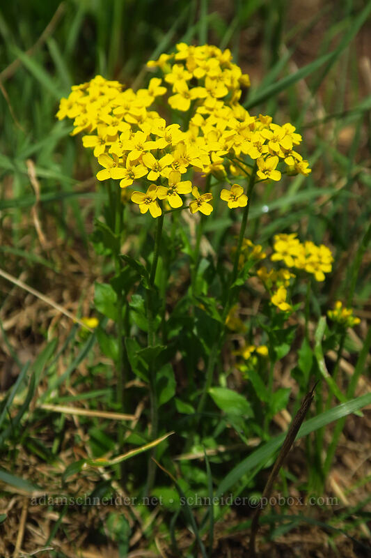 golden draba (Draba aurea) [Kennebec Pass, San Juan National Forest, La Plata County, Colorado]