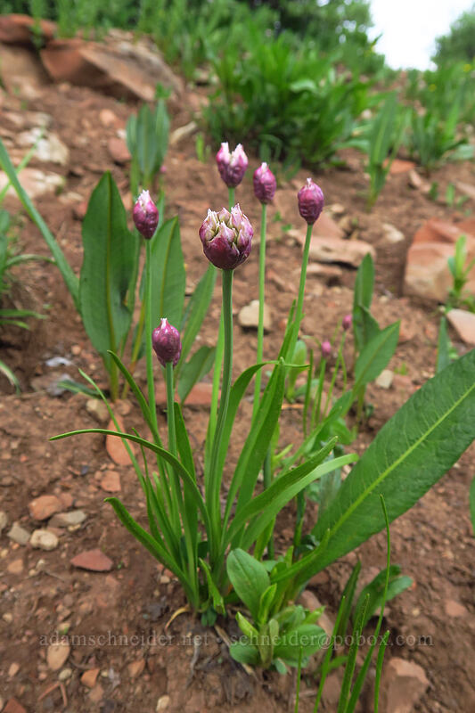 Geyer's onion (Allium geyeri) [Kennebec Pass, San Juan National Forest, La Plata County, Colorado]