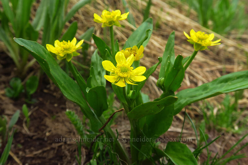 plantain-leaf buttercup (Ranunculus alismifolius) [northwest of Kennebec Pass, San Juan National Forest, La Plata County, Colorado]