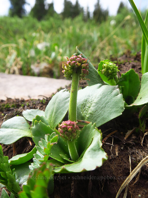 diamond-leaf saxifrage, budding (Micranthes rhomboidea (Saxifraga rhomboidea)) [northwest of Kennebec Pass, San Juan National Forest, La Plata County, Colorado]