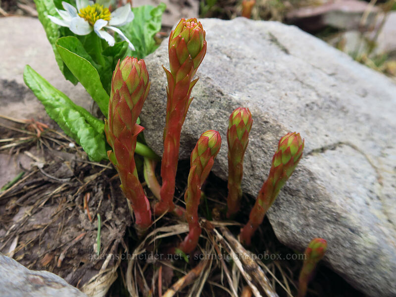 king's crown (rose-root) shoots (and marsh-marigold) (Rhodiola integrifolia, Caltha chionophila (Caltha leptosepala f. chionophila)) [northwest of Kennebec Pass, San Juan National Forest, La Plata County, Colorado]