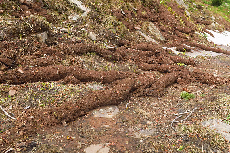 gopher eskers [northwest of Kennebec Pass, San Juan National Forest, La Plata County, Colorado]