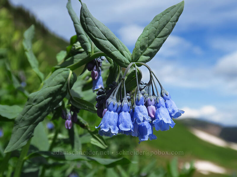 fringed bluebells (Mertensia ciliata) [northwest of Kennebec Pass, San Juan National Forest, La Plata County, Colorado]