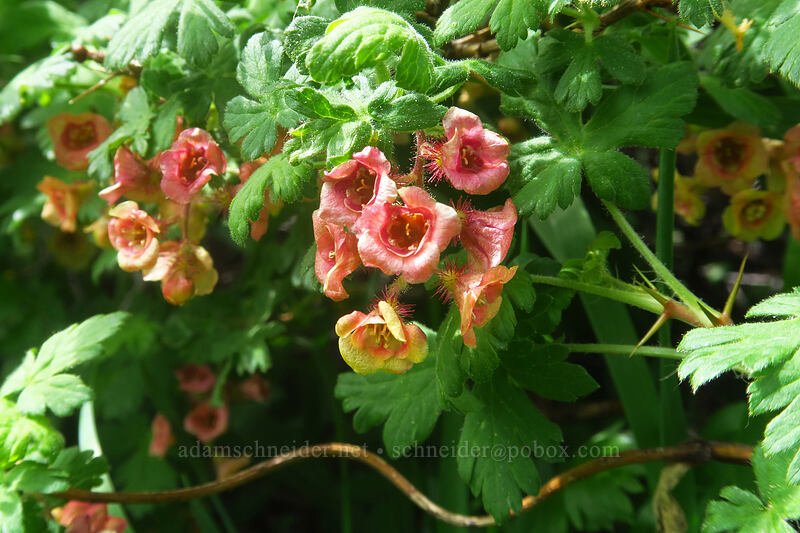 mountain gooseberry (Ribes montigenum) [northwest of Kennebec Pass, San Juan National Forest, La Plata County, Colorado]
