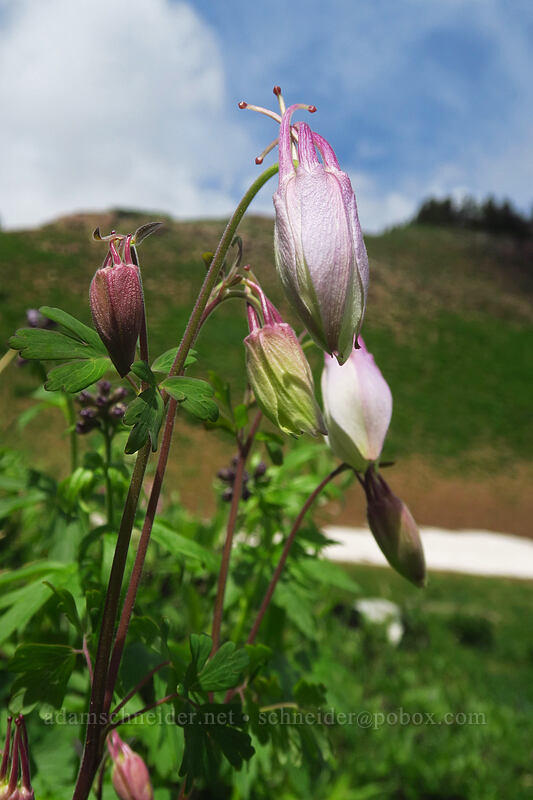 Colorado columbine, budding (Aquilegia coerulea) [northwest of Kennebec Pass, San Juan National Forest, La Plata County, Colorado]