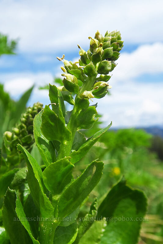 Ritter's coral-drops (Besseya ritteriana (Synthyris ritteriana) (Veronica ritteriana)) [northwest of Kennebec Pass, San Juan National Forest, La Plata County, Colorado]