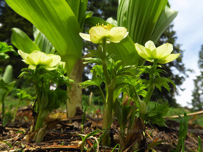 white globe-flowers (Trollius albiflorus (Trollius laxus ssp. albiflorus)) [northwest of Kennebec Pass, San Juan National Forest, La Plata County, Colorado]