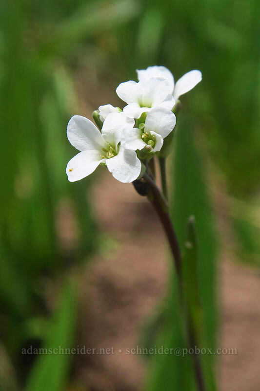Drummond's rockcress (Boechera stricta) [northwest of Kennebec Pass, San Juan National Forest, La Plata County, Colorado]