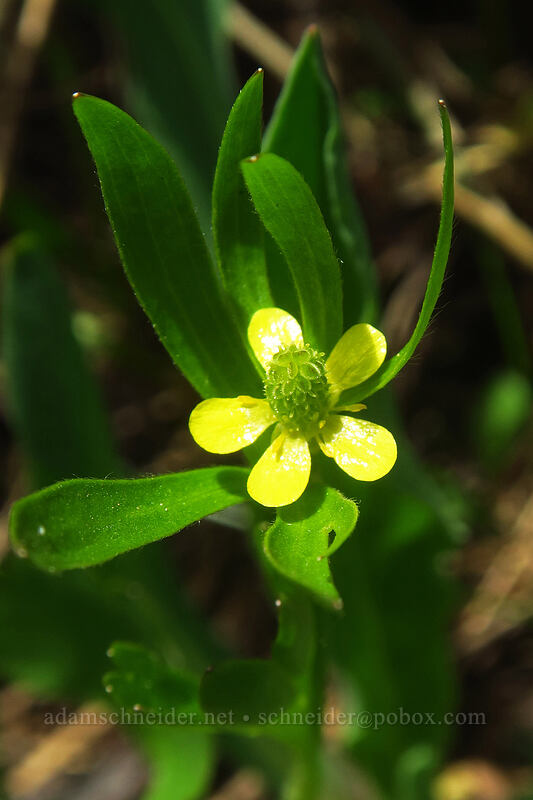 graceful buttercup (Ranunculus inamoenus) [northwest of Kennebec Pass, San Juan National Forest, La Plata County, Colorado]