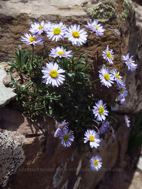 rockslide fleabane (Erigeron leiomerus) [northwest of Kennebec Pass, San Juan National Forest, La Plata County, Colorado]