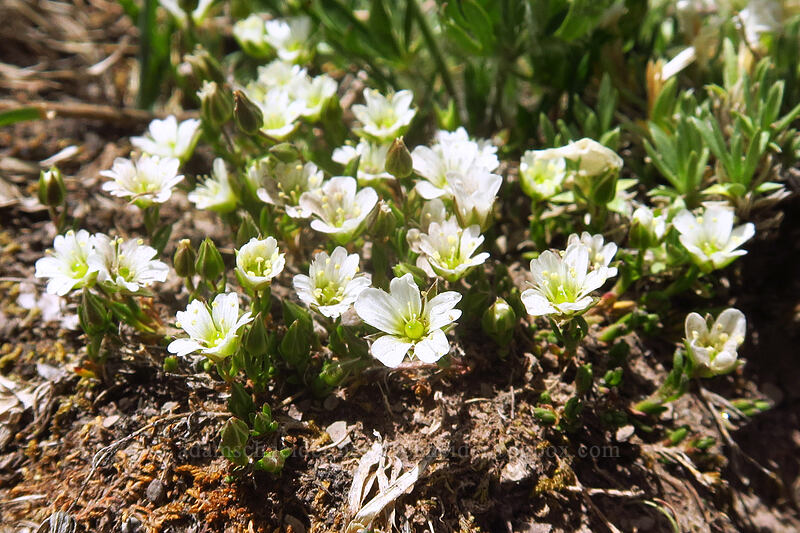 large-flower sandwort (House's stitchwort) (Minuartia macrantha (Sabulina macrantha) (Arenaria macrantha)) [northwest of Kennebec Pass, San Juan National Forest, La Plata County, Colorado]