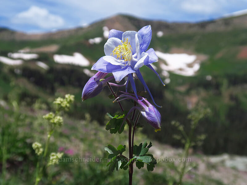 Colorado columbine (Aquilegia coerulea) [northwest of Kennebec Pass, San Juan National Forest, La Plata County, Colorado]