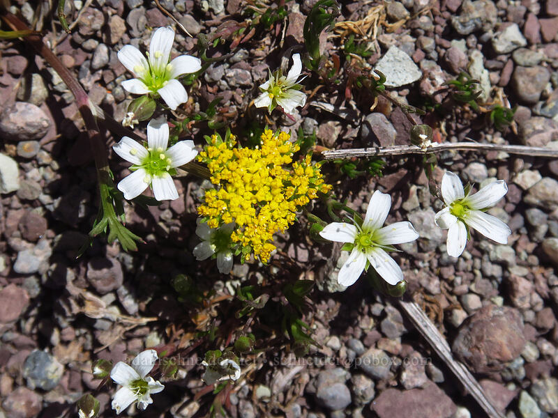 large-flower sandwort & alpine parsley (Minuartia macrantha (Sabulina macrantha) (Arenaria macrantha), Oreoxis alpina (Cymopterus alpina)) [northwest of Kennebec Pass, San Juan National Forest, La Plata County, Colorado]