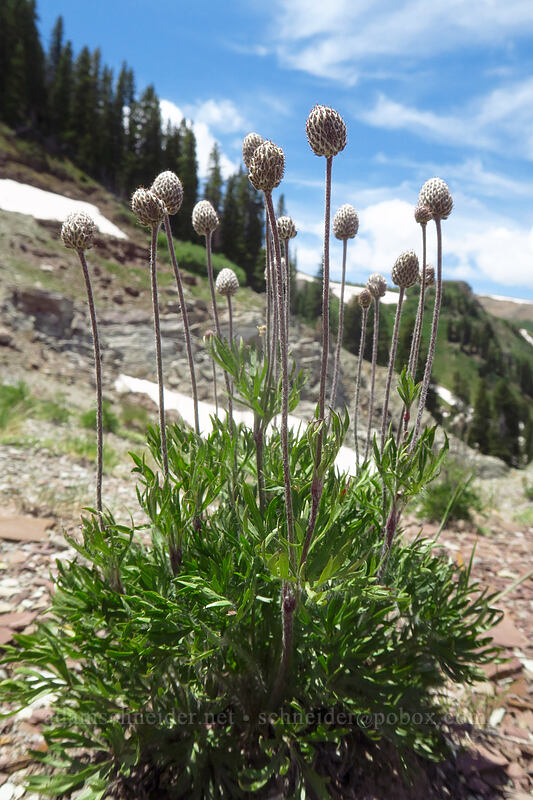 cut-leaf anemone seed heads (Anemone multifida) [northwest of Kennebec Pass, San Juan National Forest, La Plata County, Colorado]