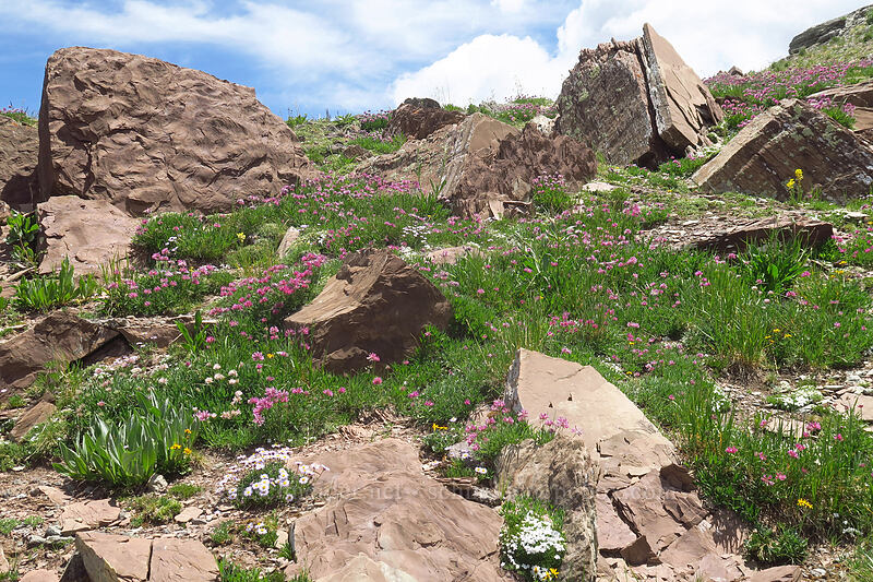 alpine rock garden [northwest of Kennebec Pass, San Juan National Forest, La Plata County, Colorado]