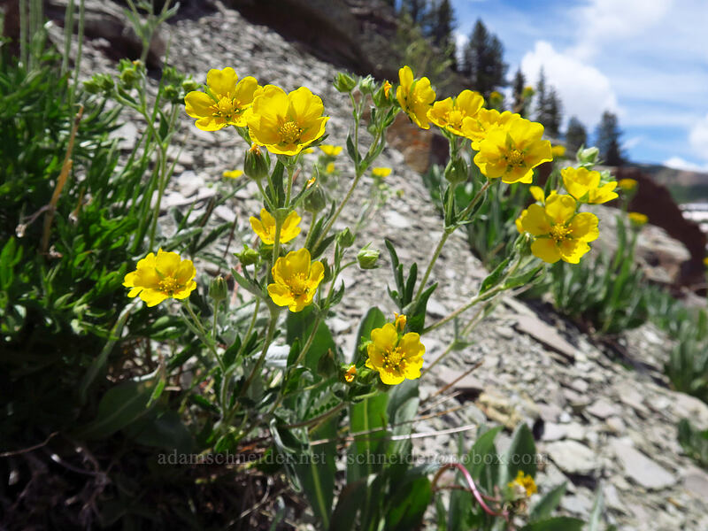 beautiful cinquefoil (Potentilla pulcherrima (Potentilla gracilis var. pulcherrima)) [northwest of Kennebec Pass, San Juan National Forest, La Plata County, Colorado]