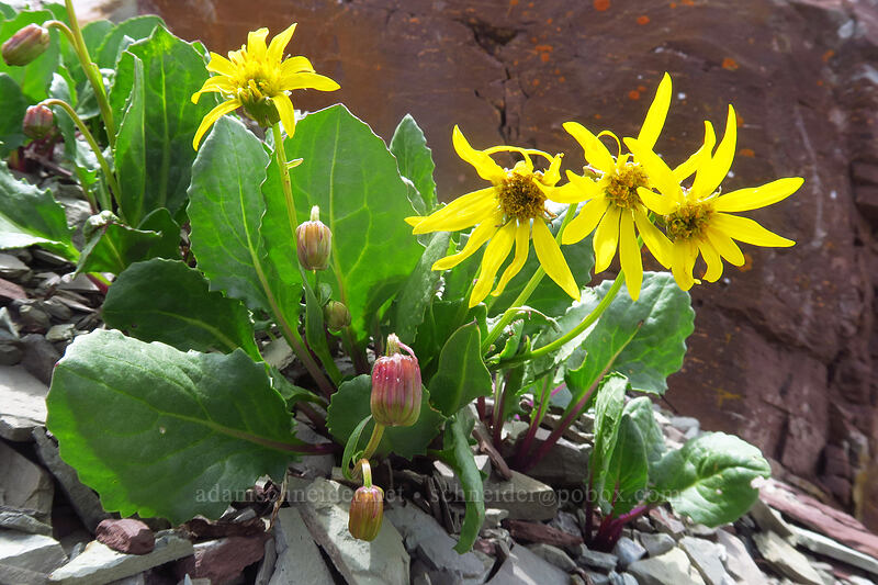 Holm's ragwort (Senecio holmii (Senecio amplectens var. holmii)) [northwest of Kennebec Pass, San Juan National Forest, La Plata County, Colorado]