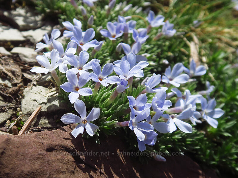 cushion phlox (Phlox pulvinata) [northwest of Kennebec Pass, San Juan National Forest, La Plata County, Colorado]