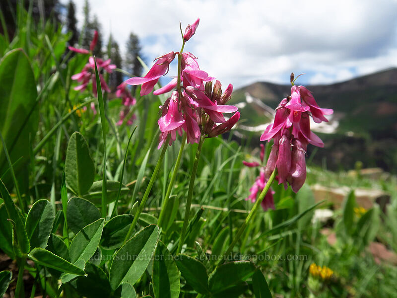 Brandegee's clover (Trifolium brandegeei) [northwest of Kennebec Pass, San Juan National Forest, La Plata County, Colorado]