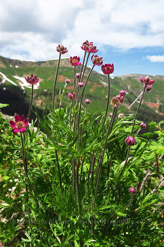 cut-leaf anemone (Anemone multifida) [northwest of Kennebec Pass, San Juan National Forest, La Plata County, Colorado]