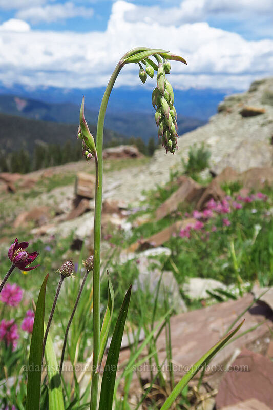 mountain death-camas, budding (Anticlea elegans (Zigadenus elegans)) [northwest of Kennebec Pass, San Juan National Forest, La Plata County, Colorado]