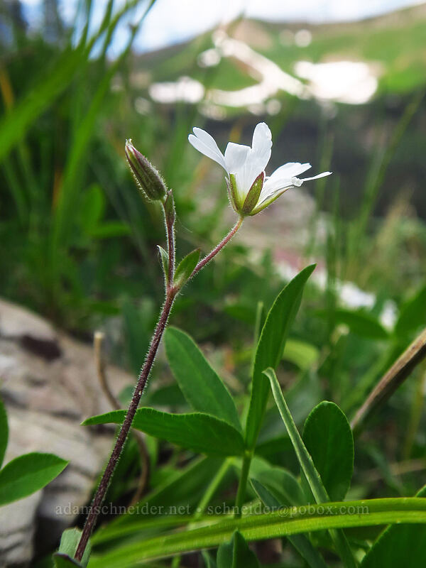 chickweed (Cerastium sp.) [northwest of Kennebec Pass, San Juan National Forest, La Plata County, Colorado]