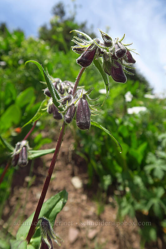 Whipple's penstemon, budding (Penstemon whippleanus) [northwest of Kennebec Pass, San Juan National Forest, La Plata County, Colorado]