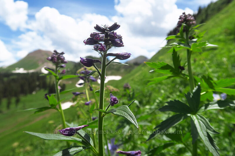 Barbey's larkspur, budding (Delphinium barbeyi) [northwest of Kennebec Pass, San Juan National Forest, La Plata County, Colorado]