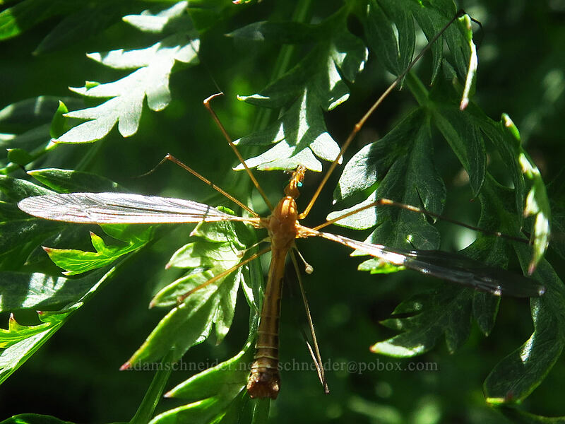 crane fly (Tipula sp.) [northwest of Kennebec Pass, San Juan National Forest, La Plata County, Colorado]