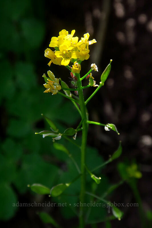 showy draba (Draba spectabilis) [northwest of Kennebec Pass, San Juan National Forest, La Plata County, Colorado]