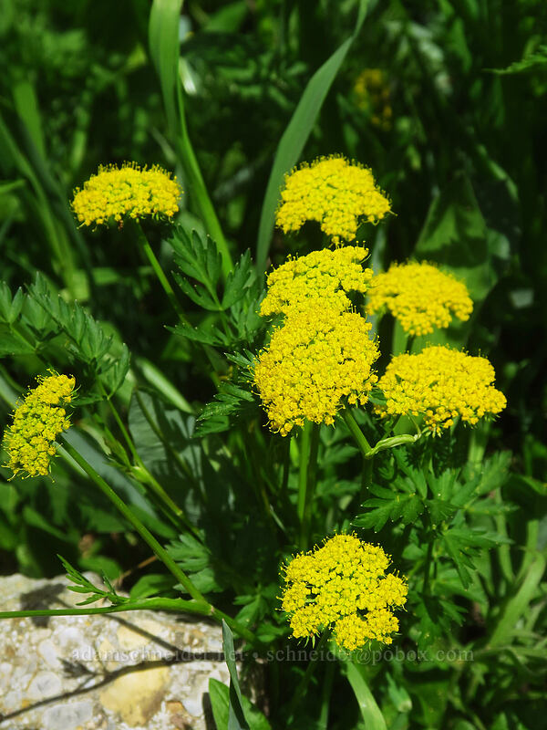 mountain spring-parsley (Cymopterus lemmonii (Pseudocymopterus montanus)) [northwest of Kennebec Pass, San Juan National Forest, La Plata County, Colorado]