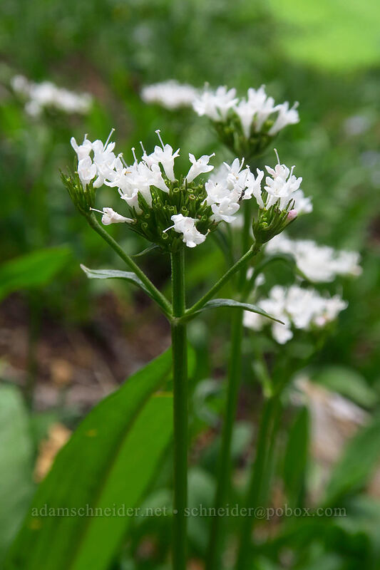 sharp-leaf valerian (Valeriana acutiloba) [northwest of Kennebec Pass, San Juan National Forest, La Plata County, Colorado]