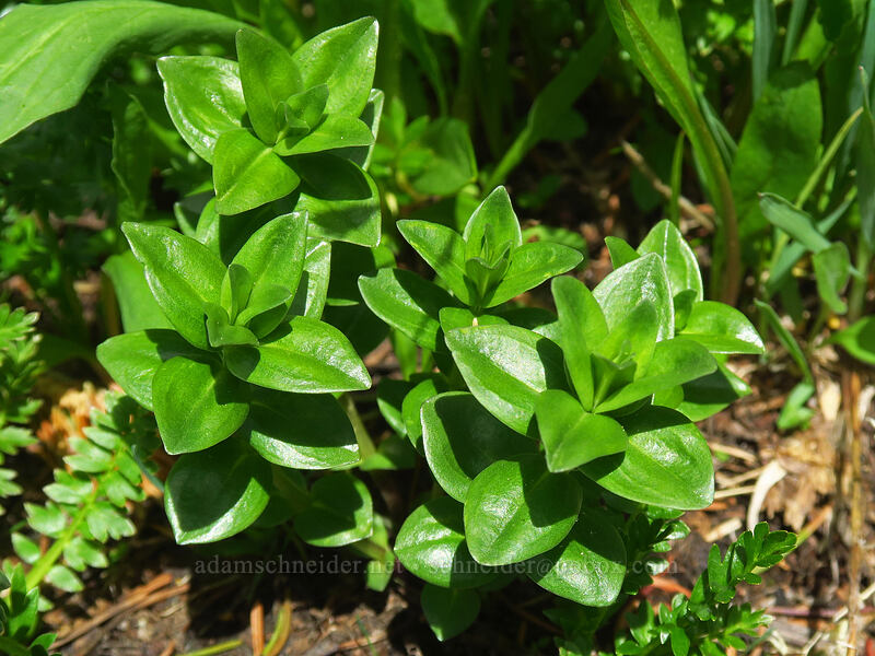 Parry's gentian leaves (Gentiana parryi (Pneumonanthe parryi)) [northwest of Kennebec Pass, San Juan National Forest, La Plata County, Colorado]