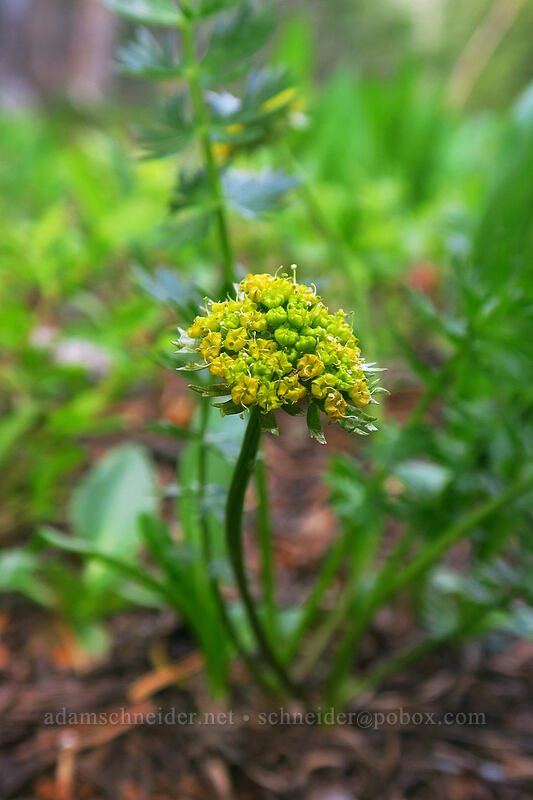 Eastwood's wood-root (Podistera eastwoodiae) [northwest of Kennebec Pass, San Juan National Forest, La Plata County, Colorado]