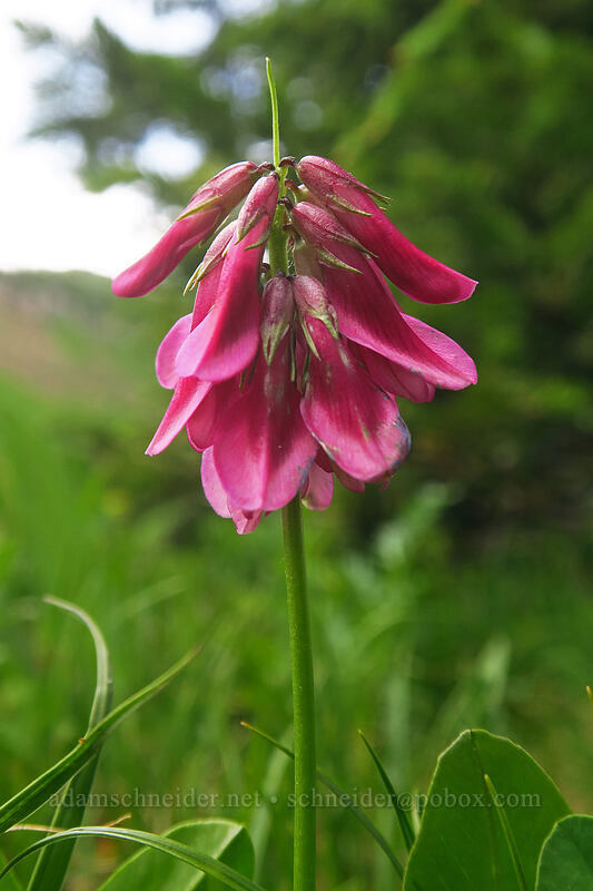 Brandegee's clover (Trifolium brandegeei) [northwest of Kennebec Pass, San Juan National Forest, La Plata County, Colorado]
