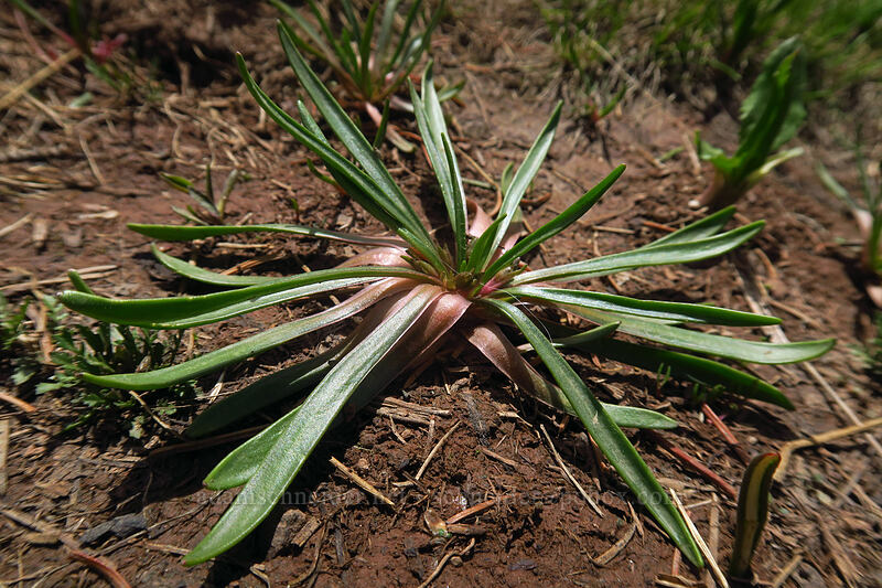 alpine lewisia leaves (Lewisia pygmaea) [northwest of Kennebec Pass, San Juan National Forest, La Plata County, Colorado]